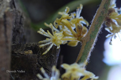 Actinodaphne angustifolia